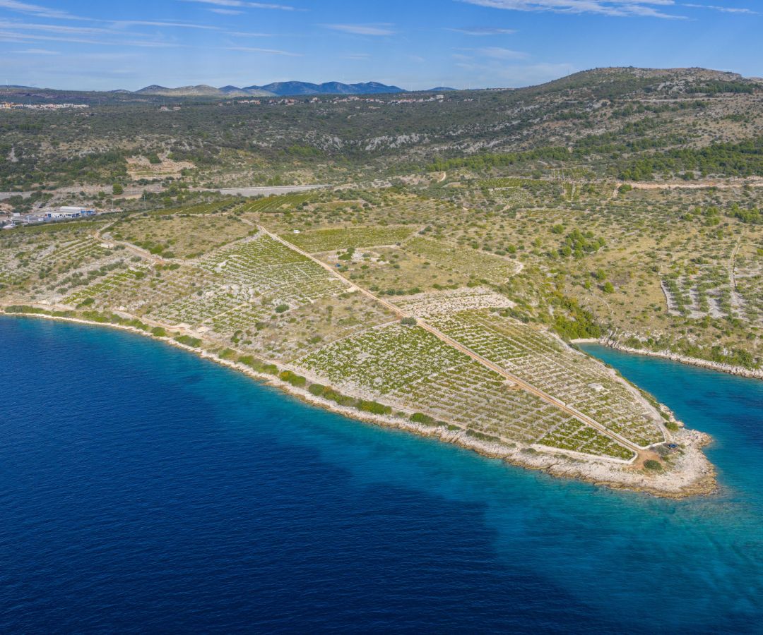 Stone olive and wine experience