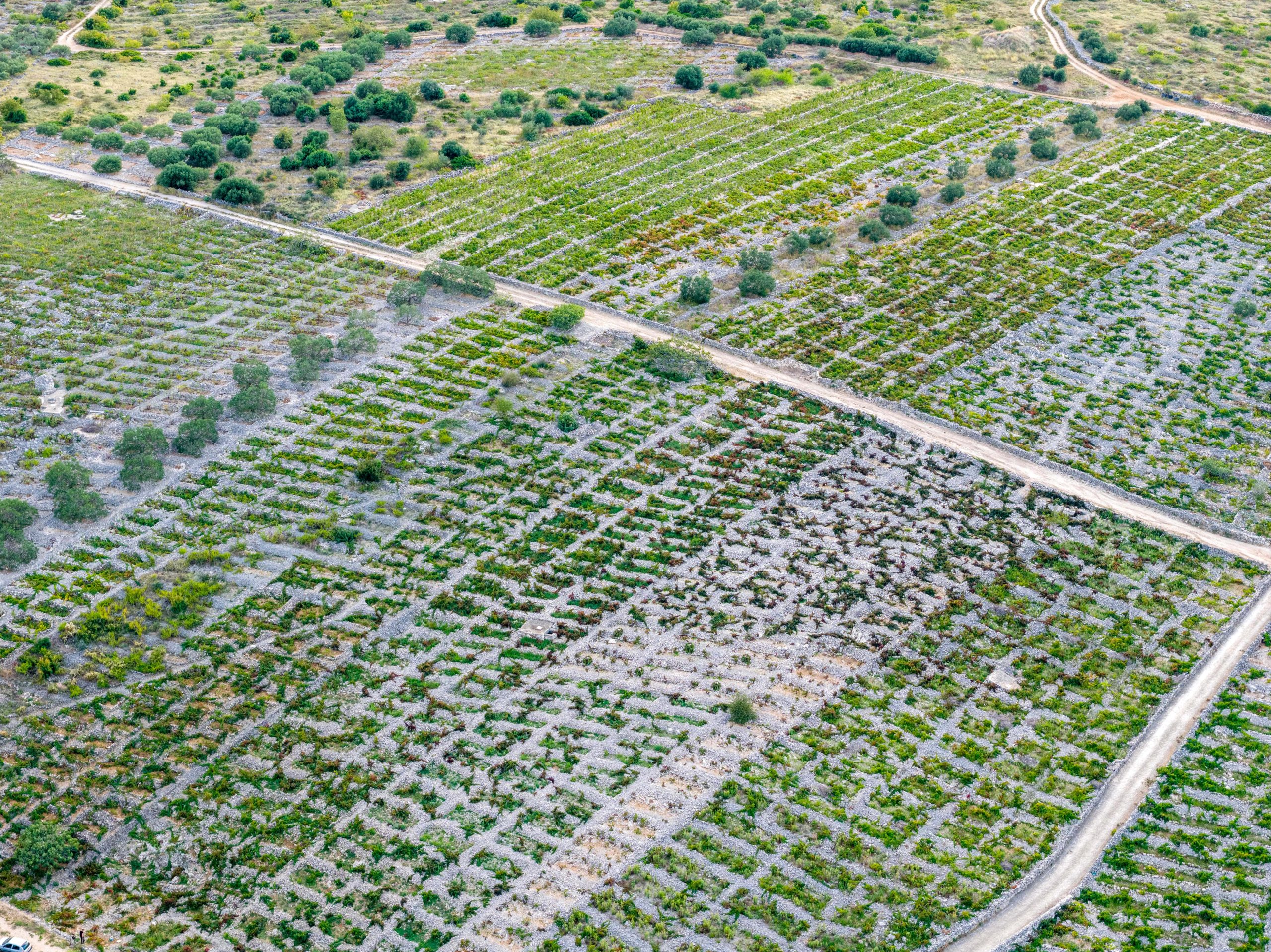 Bucavac vineyard from the air